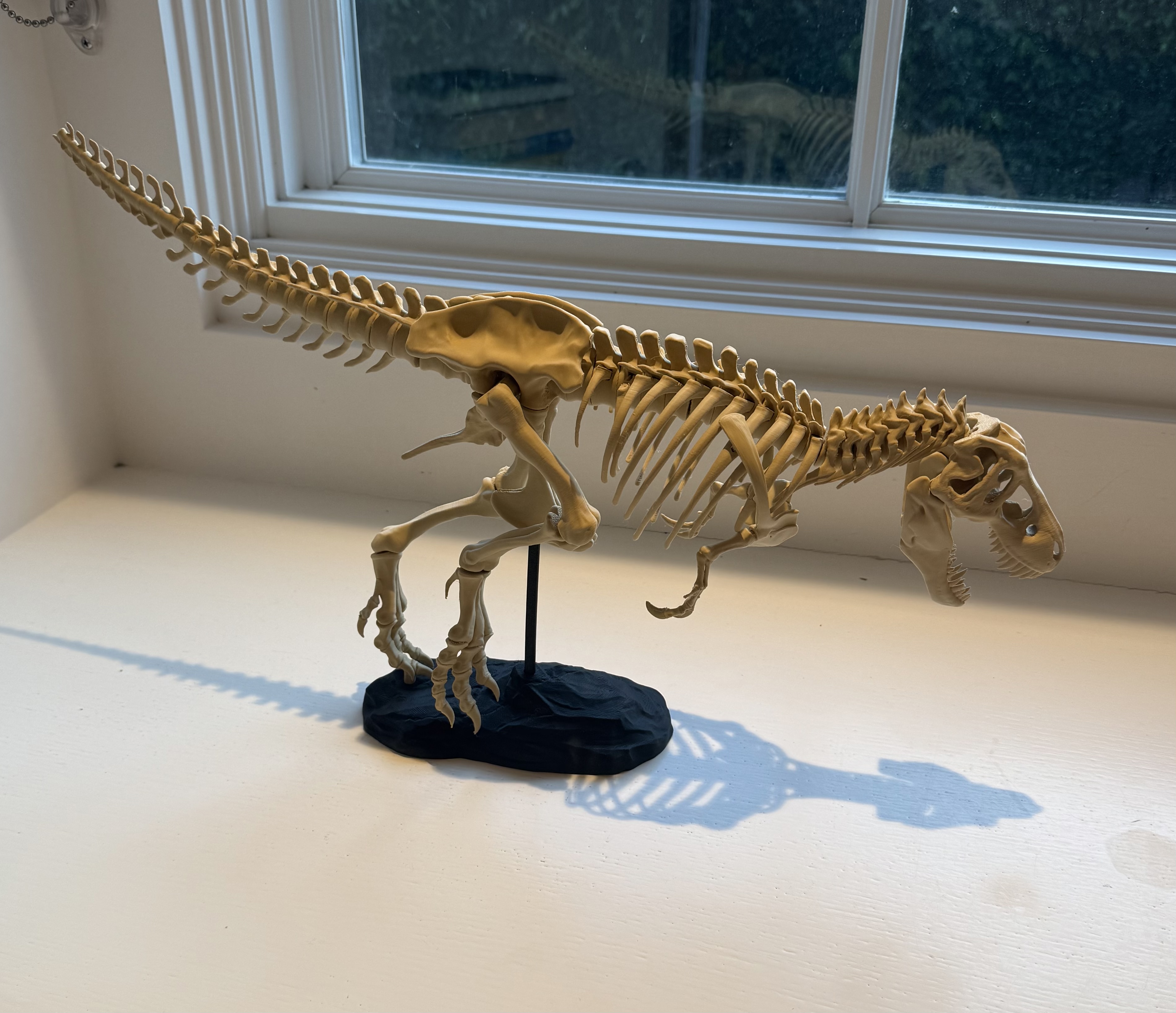 3D printed T-Rex skeleton on display stand